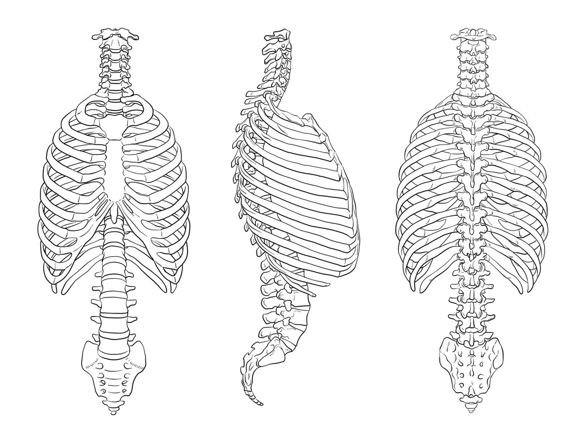 大学の課題で骨格図を採点しているんですが、多くの提出作品で胸郭が歪んでいるので、描き方の一例を紹介します。肋骨を一本一本描かず、1:まずは大きな枠を描き、2:分割して、3:肉付けすると下図が描けます。あとは4:清書して完成。 