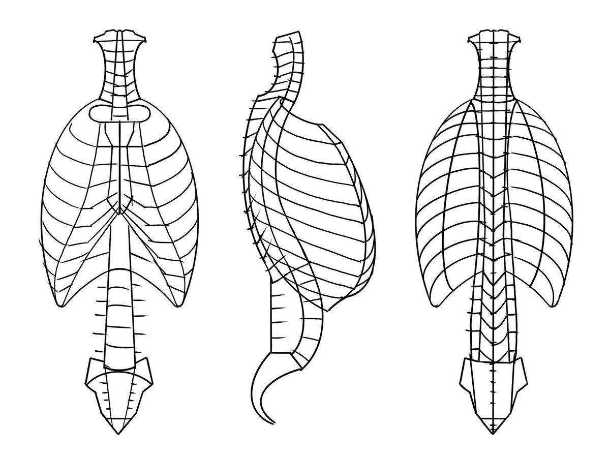 大学の課題で骨格図を採点しているんですが、多くの提出作品で胸郭が歪んでいるので、描き方の一例を紹介します。肋骨を一本一本描かず、1:まずは大きな枠を描き、2:分割して、3:肉付けすると下図が描けます。あとは4:清書して完成。 