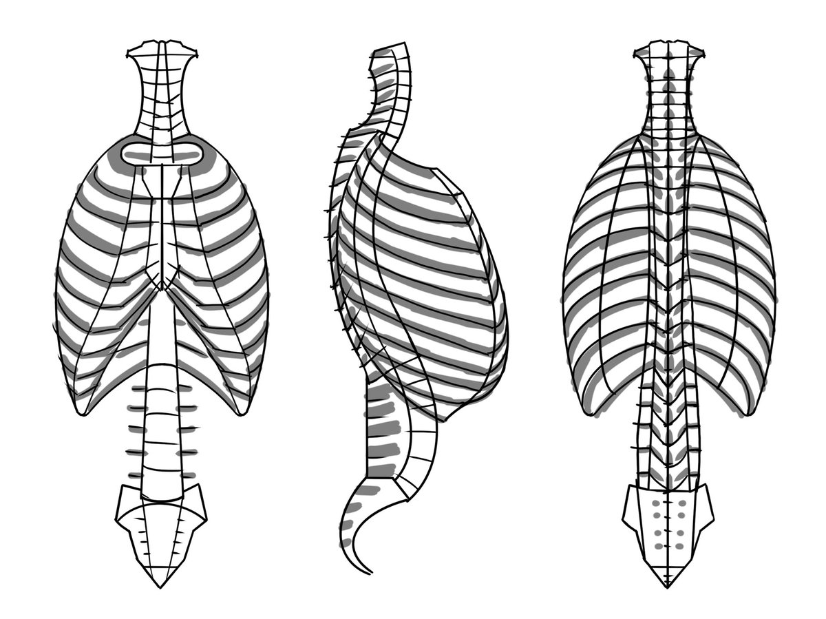 大学の課題で骨格図を採点しているんですが、多くの提出作品で胸郭が歪んでいるので、描き方の一例を紹介します。肋骨を一本一本描かず、1:まずは大きな枠を描き、2:分割して、3:肉付けすると下図が描けます。あとは4:清書して完成。 