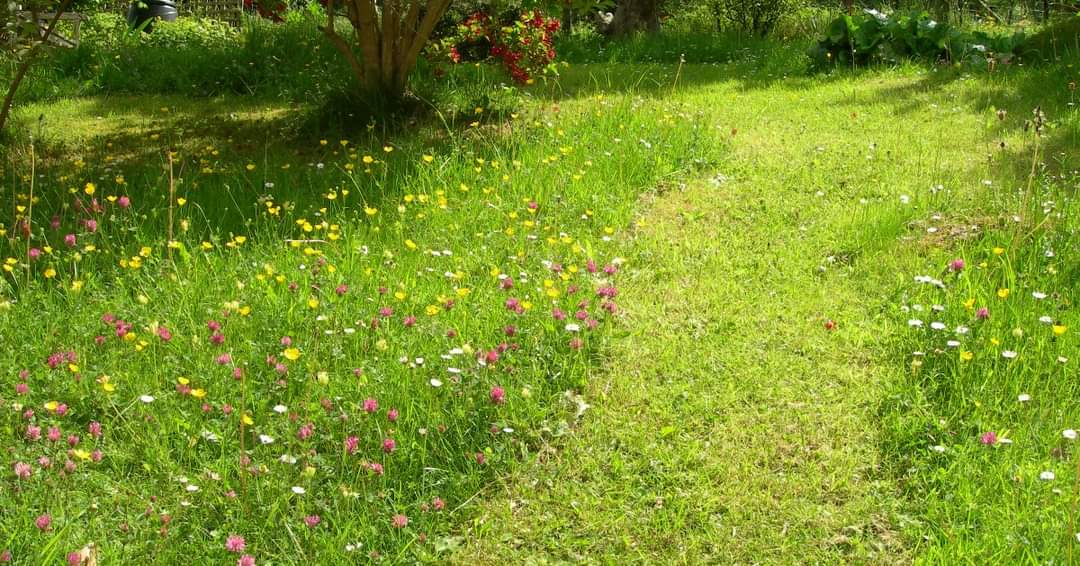 Shit Lawns tweet media