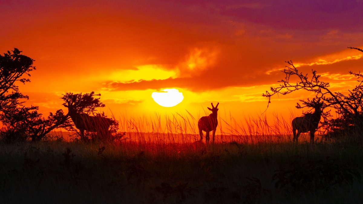 trekktours's tweet photo. #maasaimara #tsavo https://t.co/GM3KkkcNly