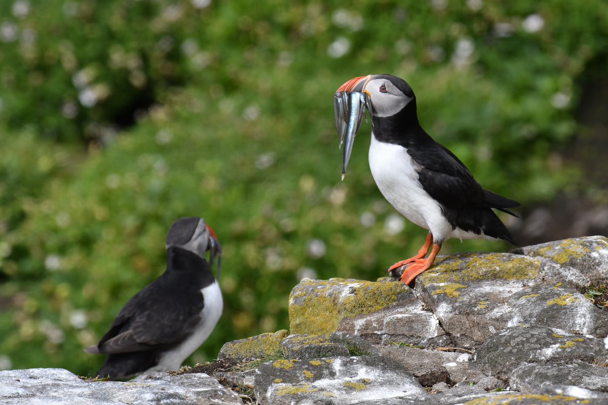 Puffins, Arctic tern, razorbill and top fisher, at the Isle of May yesterday. #isleofmay #puffin #razorbill #arctictern #scottishseabirds #ukwildlife