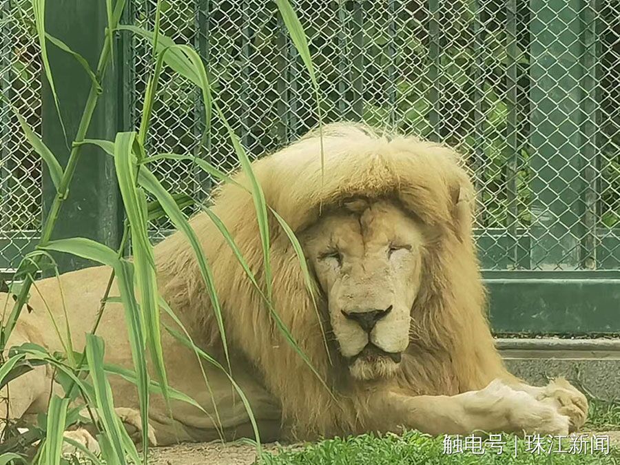 人民網日本 S Tweet ぱっつん前髪のライオン 広東省広州市の広州動物園で撮影された ライオン の写真がsnsで話題を集めている 写っているのはたてがみが ぱっつん前髪 のようになったライオンで 名前は アハン 同園は 自然とそうなったもので我々が
