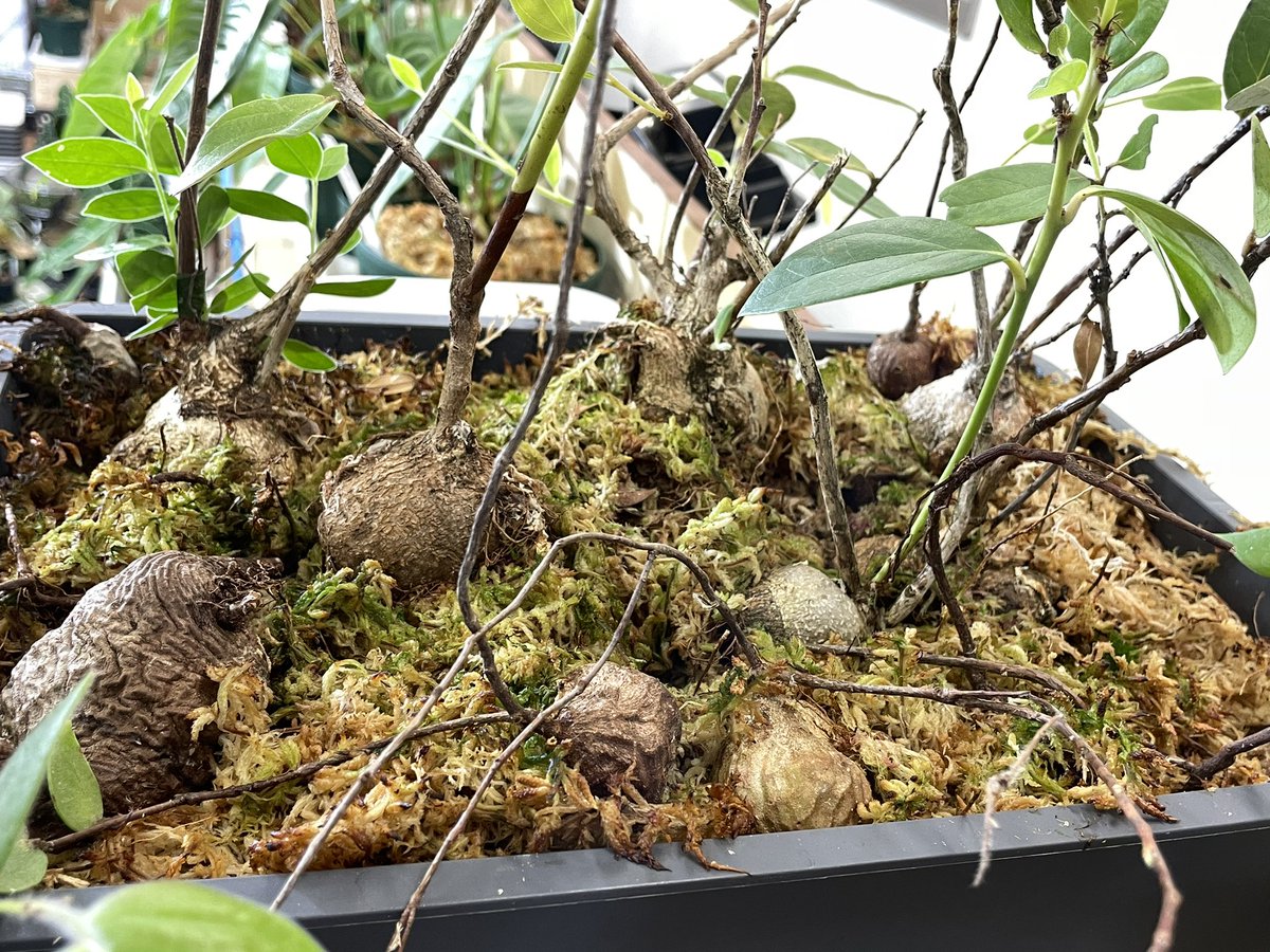 塊根着生ツツジ ファームにて栽培中 Macleania/Ceratostema 室内常湿