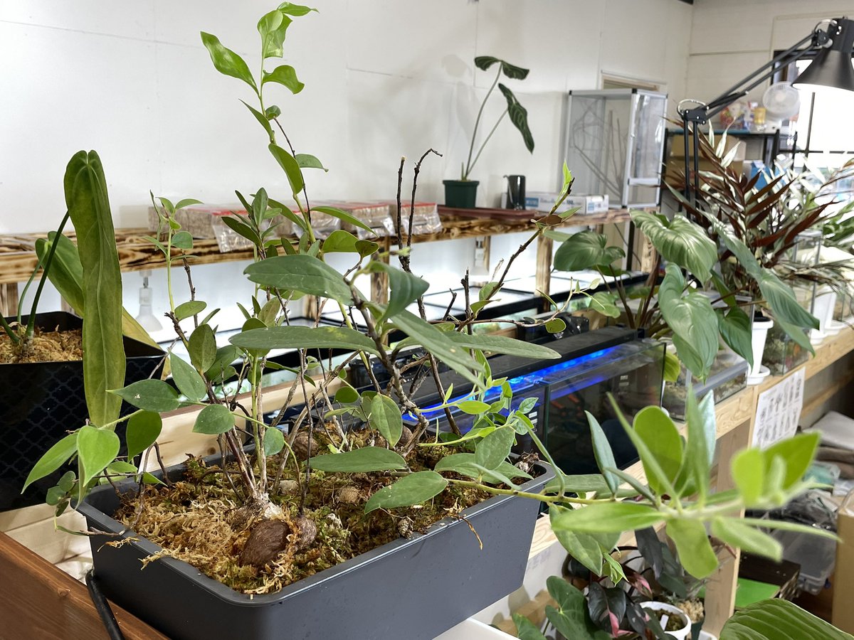 塊根着生ツツジ ファームにて栽培中 Macleania/Ceratostema 室内常湿