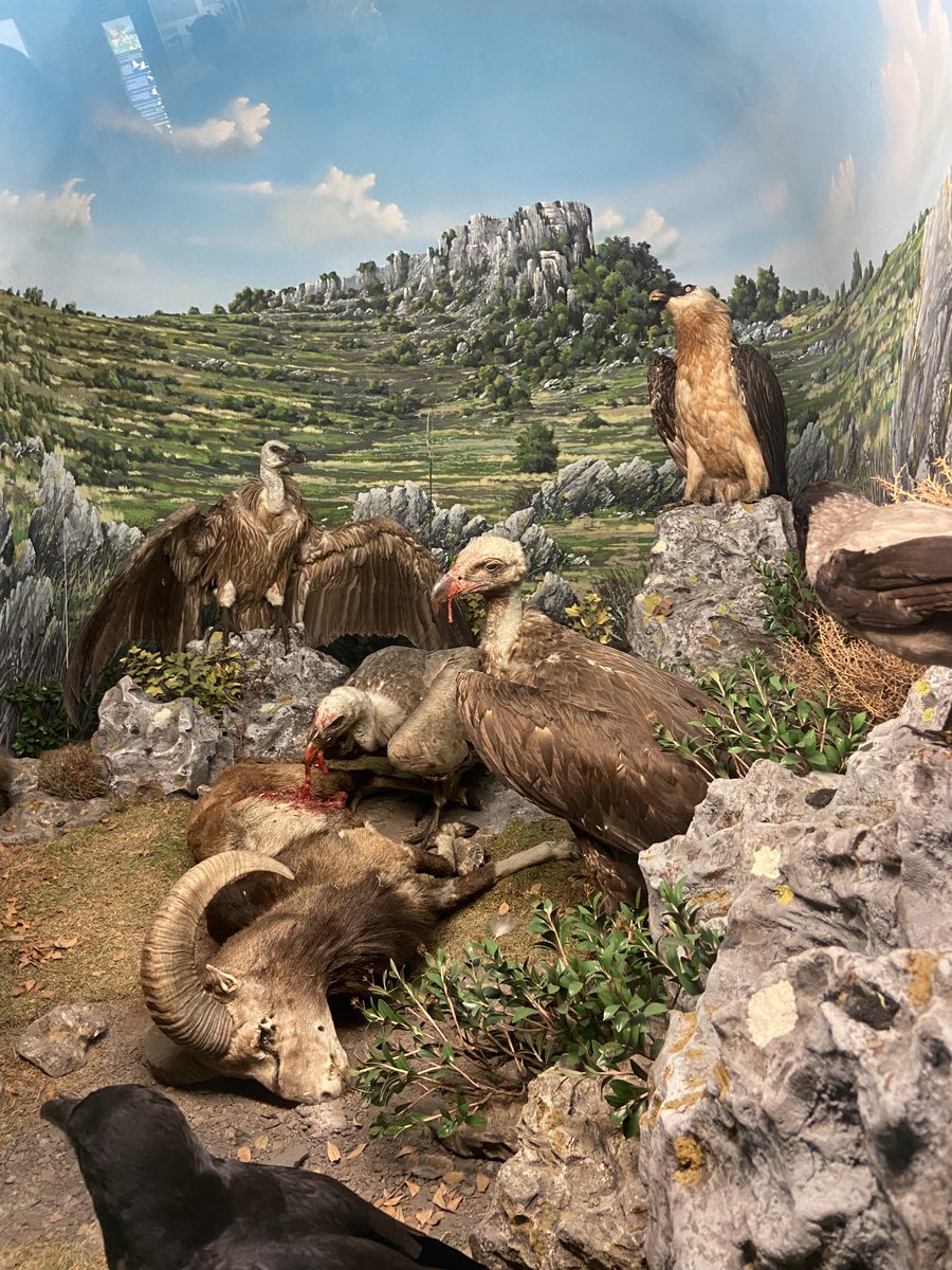 Some photos from yesterday's visit to the Museum of Natural History in #Milan with zoology students. An exciting tour among beautiful dioramas and rare collections. Many thanks to curator Giorgio Chiozzi.

See the website: museodistorianaturalemilano.it