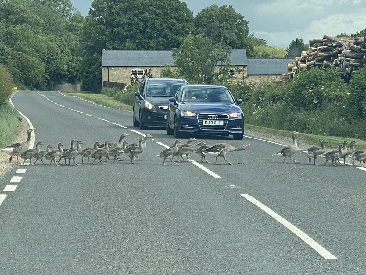 Sandra pygott (@pygottsandra) on Twitter photo Itโs that time of year again <a href="/BBCRadioLincs/">BBC Lincolnshire</a> please go slow on Wilsford road ๐๐ป Itโs that time of year again <a href="/BBCRadioLincs/">BBC Lincolnshire</a> please go slow on Wilsford road ๐๐ป