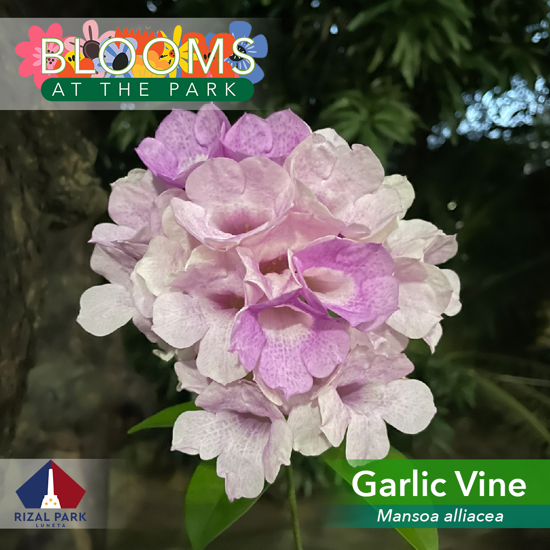 NPDC_PH's tweet photo. Did you know that garlic vines are not related at all to the garlic plant?  

The elegant-looking bloom of spider lily, on the other hand, got its name from the resemblance of its shape and appearance to a spider. 

Come and discover more of these #BloomsatthePark! https://t.co/zTWTg92YhH