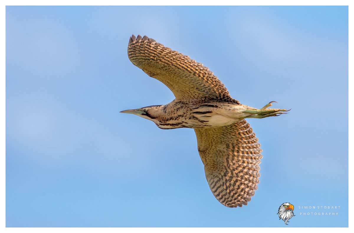 𝙎𝙞𝙢𝙤𝙣 𝙎𝙩𝙤𝙗𝙖𝙧𝙩 🦆🦉🦊 tweet media