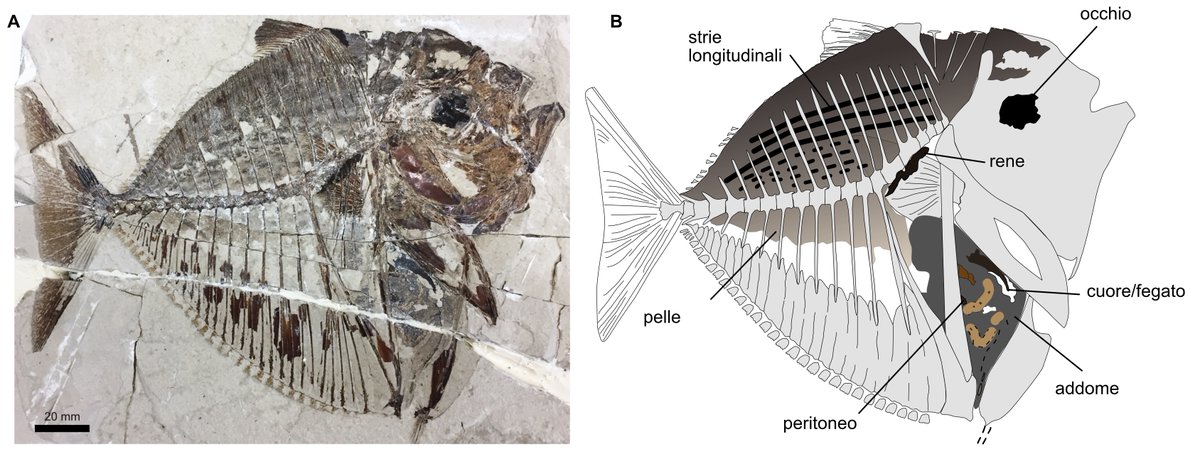 🐟🌙 Il recente ritrovamento di un nuovo esemplare di pesce luna nei depositi fossiliferi di Bolca ha stimolato un nuovo studio paleontologico in collaborazione con <a href="/UCC/">UCC Ireland</a> che ha permesso di ricostruirne l’aspetto e determinarne la dieta e l’habitat. 

unitonews.it/index.php/it/n…