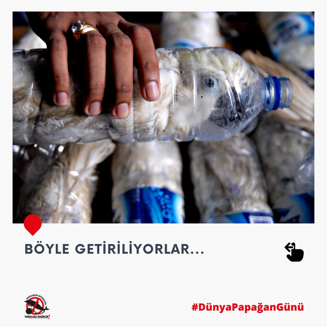 ozguryunuslar's tweet photo. Hayvan hakları savunucularının tüm çağrılarına karşı, ​@tctarim'ın verdiği izinlerle​ petshop'larda hayvan satışı ve ticareti devam ediyor. #DünyaPapağanGünü'nde, bu korkunç ticaretin perde arkasında papağanların doğadan nasıl yakalandığını ve nasıl getirildiğini paylaşıyoruz. https://t.co/bLmqSdHH8u