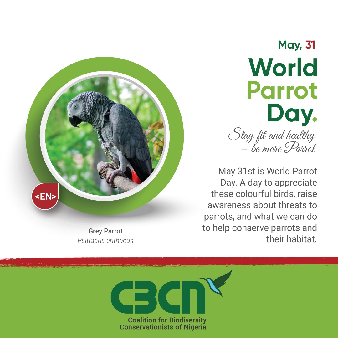 TheCBCN's tweet photo. #WorldParrotDay
Grey parrots are found in the #forest region of Nigeria, where they are largely threatened by #habitatDestruction, #deforestation, and #wildlifeTrafficking for the pet trade.
Let's #StandForTrees
#StopDeforestation
#StopIllegalWildlifeTrade https://t.co/3MbwqfvuQq