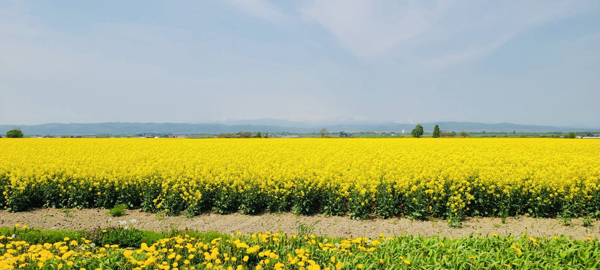 笹川祐子 ライフ リノベーター もう時期が終わったでしょうけど 北海道滝川市の菜の花畑は日本一になったこともあるぐらい綺麗 今年は多少 観にくる人が増えたそうで 良かった T Co Oaochwtly6 Twitter