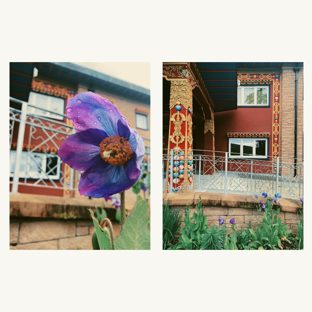 Himalayan Blue Poppy 💙
I read that symbolically it denotes possibilities, the mystical, abundance and expresses unified potential to the receiver that you can make your dreams come true.