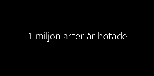 svenskakyrkan's tweet photo. 1 miljon arter hotas av utrotning pga människan. Idag görs en pilgrimsvandring för att uppmärksamma det. Följ med dem på
https://t.co/IBmUcx1Le8
#stockholm50 #WalkForFuture #FärdplanFörKlimatet #SkapelsensRop https://t.co/HdWEJtyAW6