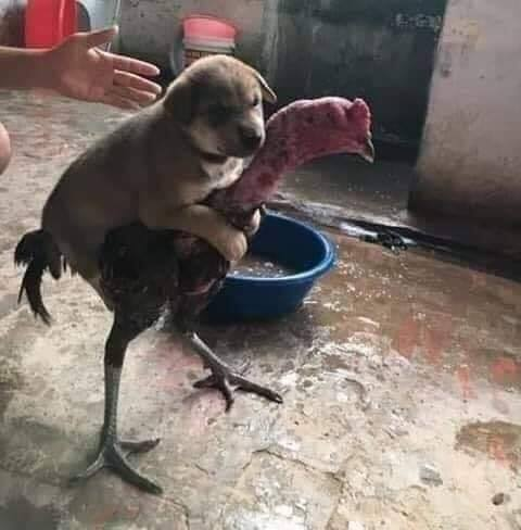 ตังค์เต็ม@เจ้าหมาตัวเล็ก🐕🦺 tweet media