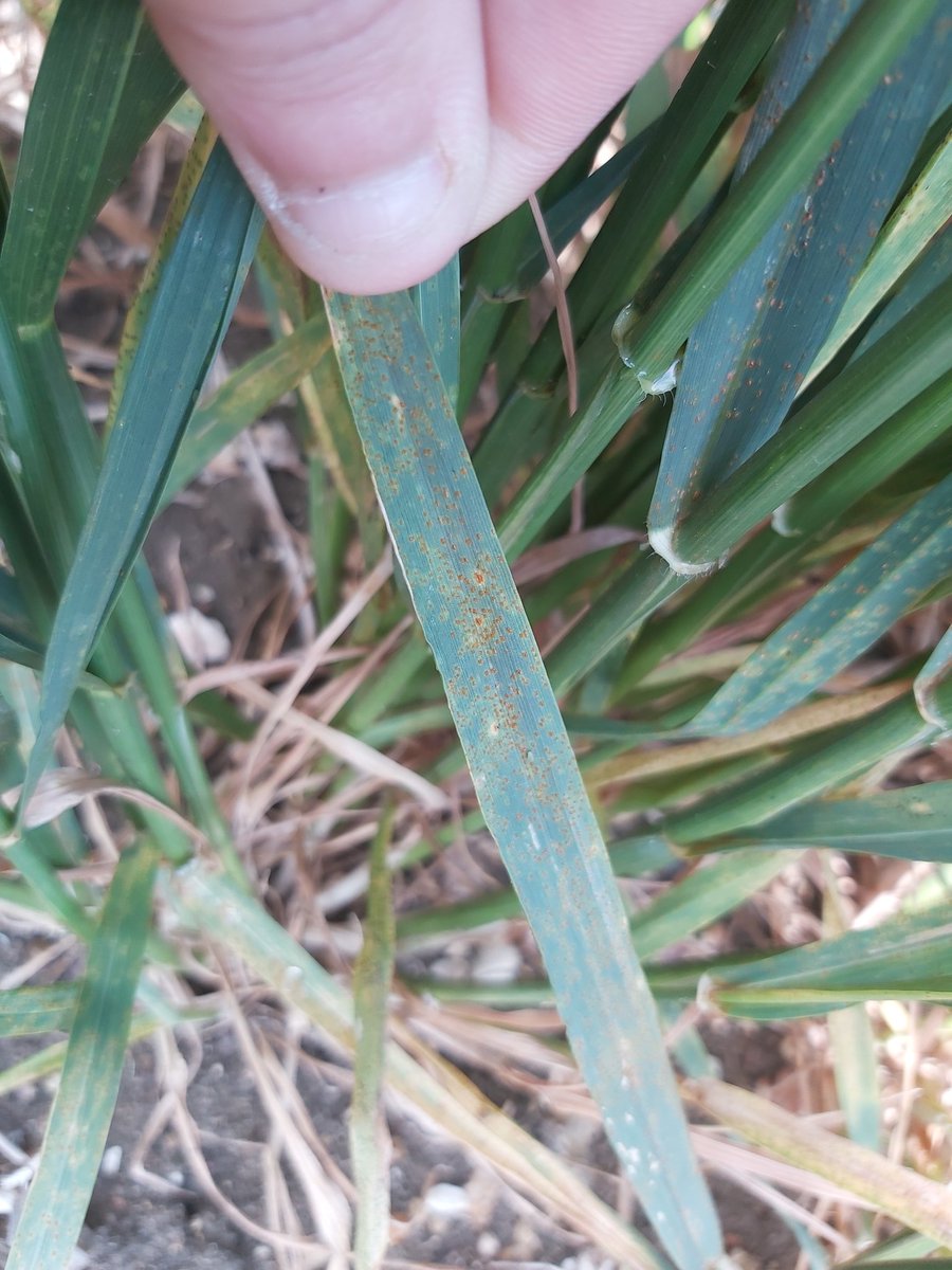 Getting the start of Brown Rust here @LSPBLtd. Only spotted on Crusoe so far, but should explode in the next few weeks