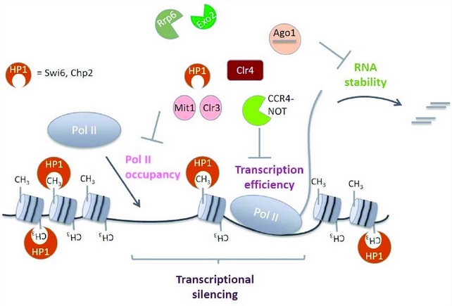 Structural Biology at St. Jude Children's Hospital (@stjudestructbio) on Twitter photo Work from <a href="/LabHalic/">HalicLab</a> with <a href="/StefanCanzar/">Stefan Canzar</a> now @NAR_Open. 
Using genome-wide approaches to dissect the pathways that lead to #heterochromatin silencing, they unveil a new mechanism — decreased transcription efficiency, in a pathway that requires CCR4–NOT. 
academic.oup.com/nar/advance-ar… Work from <a href="/LabHalic/">HalicLab</a> with <a href="/StefanCanzar/">Stefan Canzar</a> now @NAR_Open. 
Using genome-wide approaches to dissect the pathways that lead to #heterochromatin silencing, they unveil a new mechanism — decreased transcription efficiency, in a pathway that requires CCR4–NOT. 
academic.oup.com/nar/advance-ar…