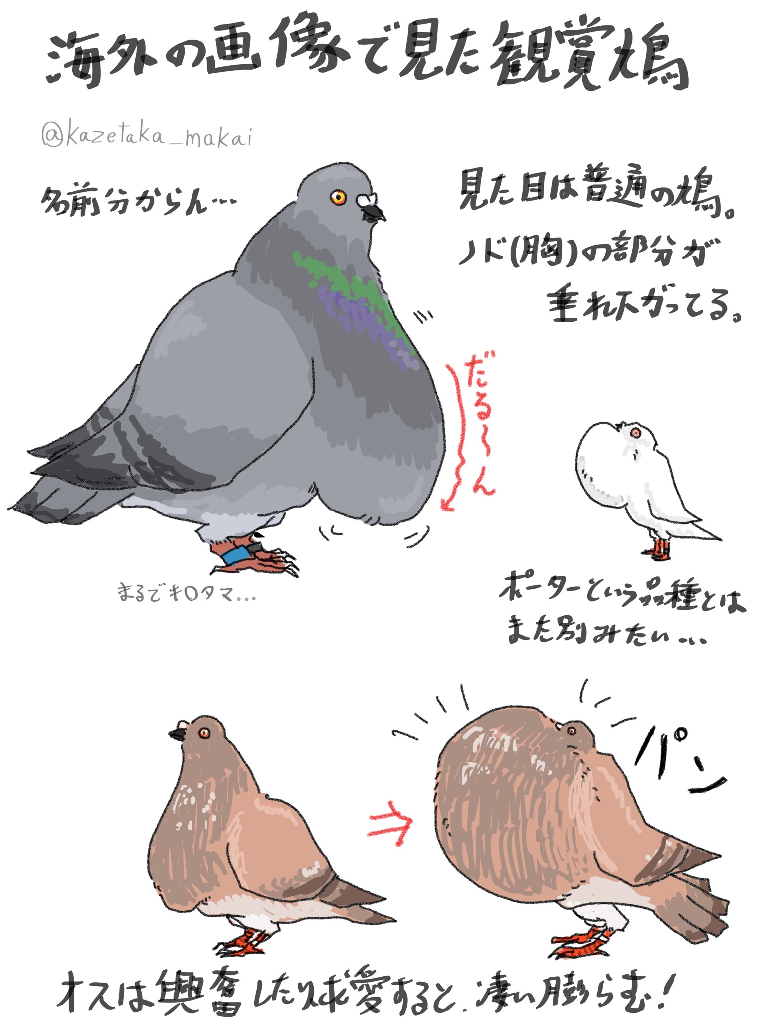 風鷹 12 30コミケ出展 東ト29a 品種改良って凄いなぁ と パンパンに膨らんだ喉を鷲掴みしたい 観賞鳩 ドバト カワラバト Pigeon Dove T Co Cfgyyj9ll4 Twitter