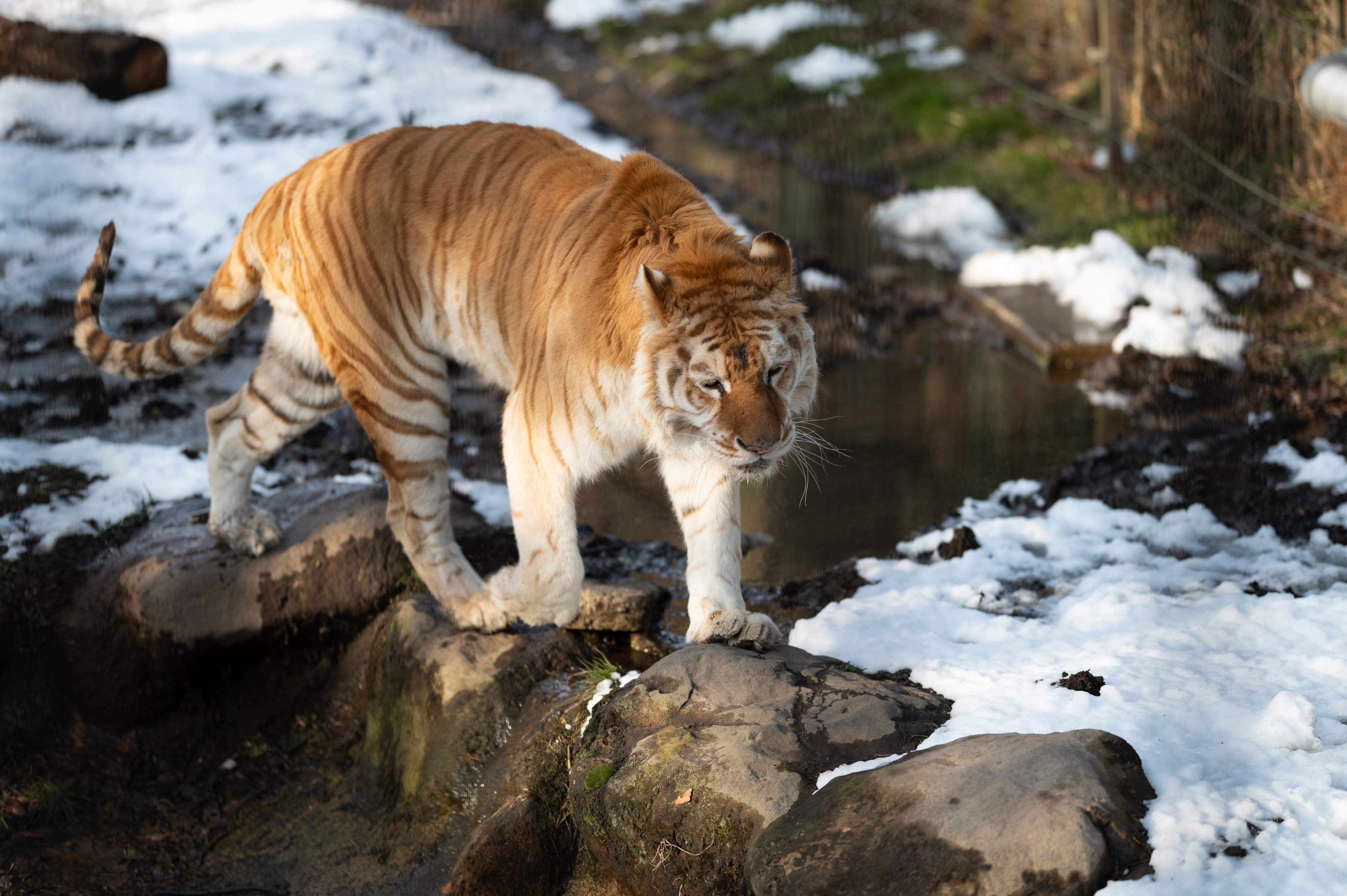 uber_tiger～トラネコとライオンネコ～ on Twitter 