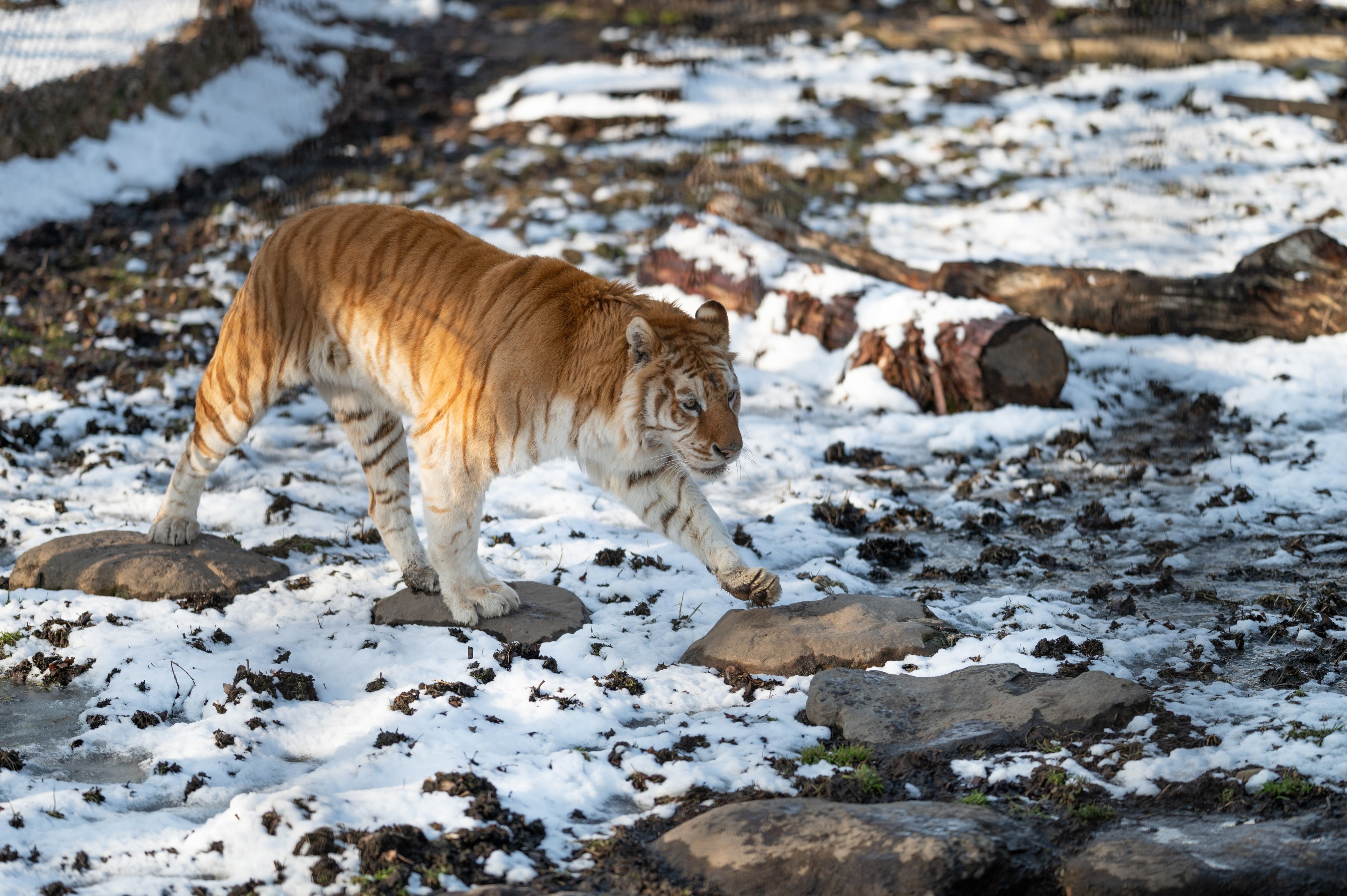 uber_tiger～トラネコとライオンネコ～ on Twitter 