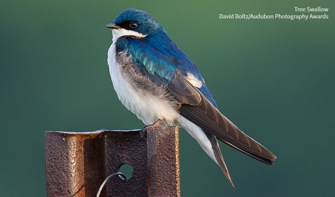 Audubon Society tweet media