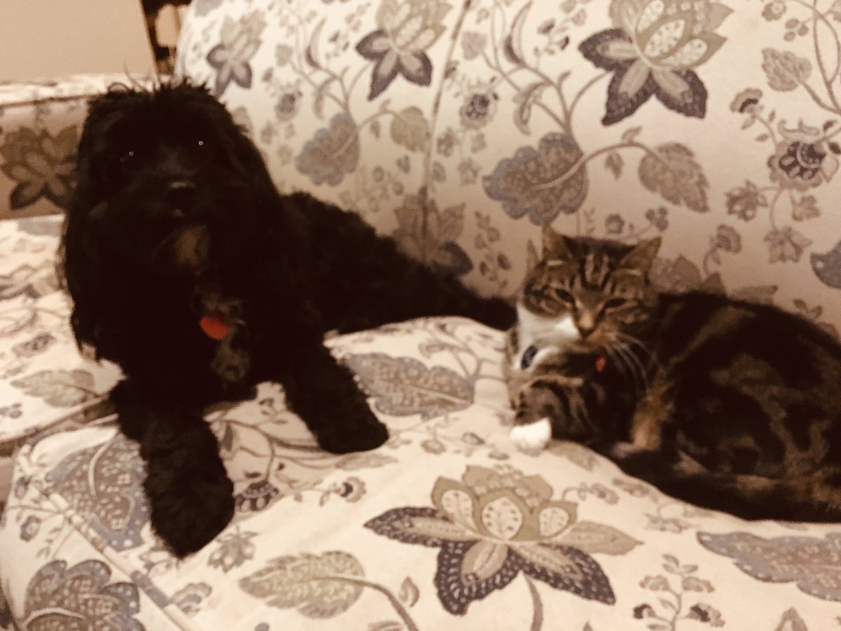 Rosie, Molly and Belle tweet media