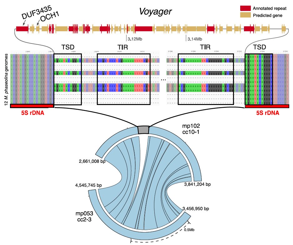 Emile Gluck-Thaler (@mycomile) on Twitter photo We took a deep dive into some fungal genomes and found Starships, a new family of giant mobile elements carrying host genes and 100s of kb 👜🧬 We learned a bunch (👇🧵) and can't wait to keep exploring 🚀🍄✨🔍 kudos to <a href="/Hulk_Vogan/">Aaron Vogan</a> Horacio L-N <a href="/fungolution/">Jason Slot</a> and the whole team We took a deep dive into some fungal genomes and found Starships, a new family of giant mobile elements carrying host genes and 100s of kb 👜🧬 We learned a bunch (👇🧵) and can't wait to keep exploring 🚀🍄✨🔍 kudos to <a href="/Hulk_Vogan/">Aaron Vogan</a> Horacio L-N <a href="/fungolution/">Jason Slot</a> and the whole team