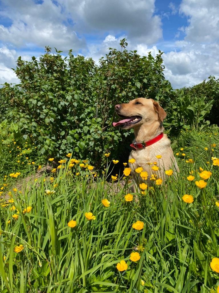 Emily in clover and buttercups (and blackcurrants!)