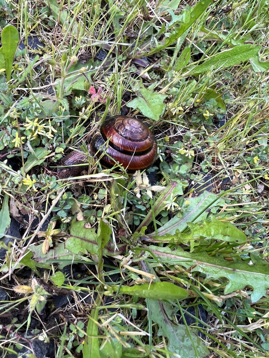 merppp__'s tweet image. I’ll name him Gary. 🥰