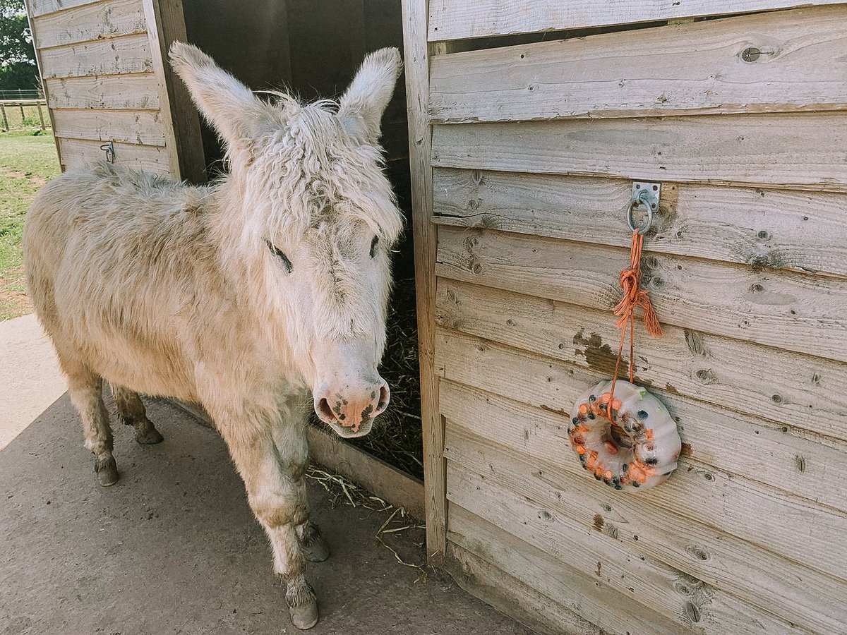 GreendaleFarm's tweet photo. Cody & Leanne have been working hard to ensure our animals have everything they need on the farm trail - including ice lollies on sunny days ๐๐ง
#greendalefarmshop #farmtrail #highlandcows #donkeys https://t.co/GN9sd85ggN