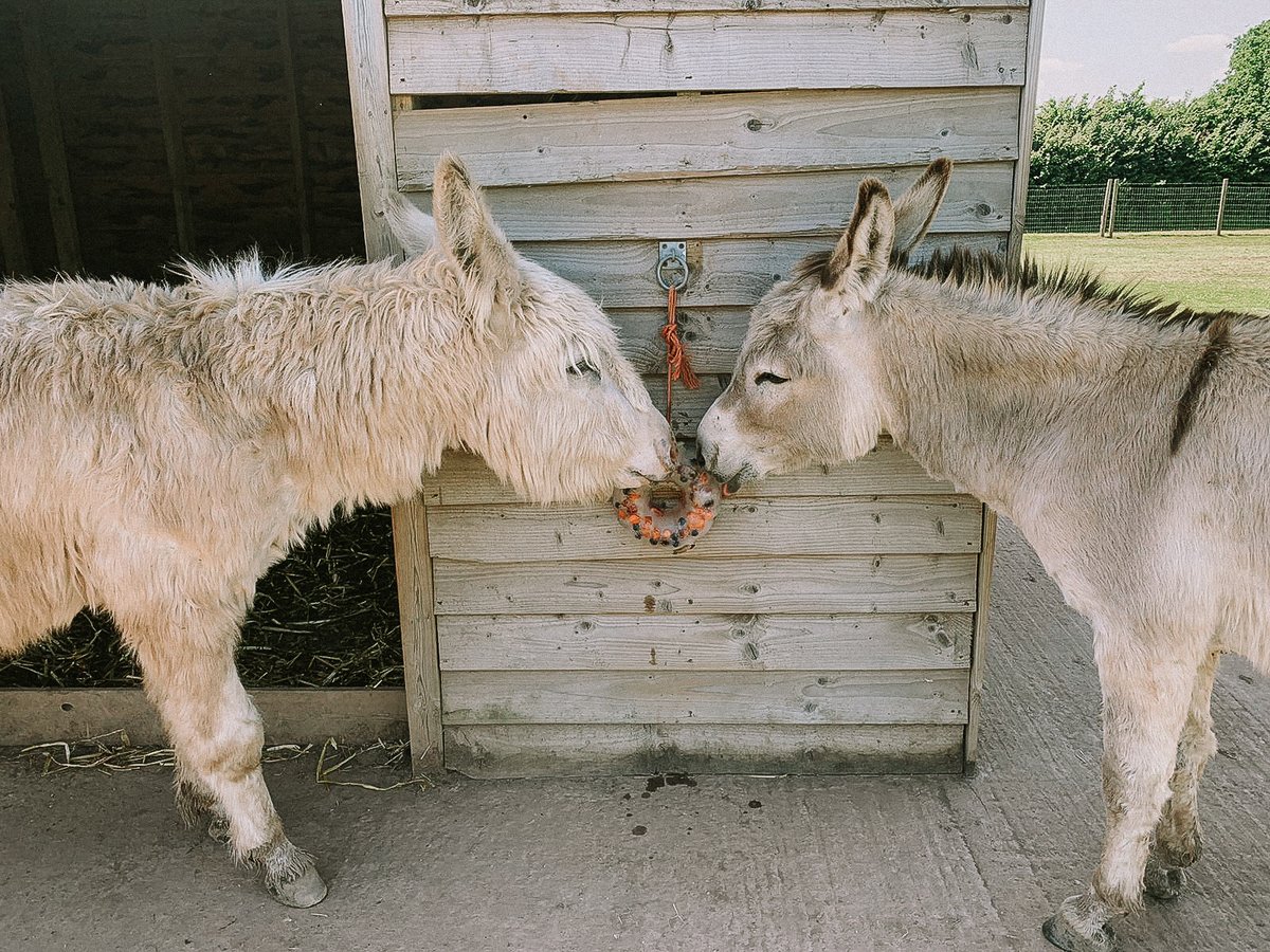 GreendaleFarm's tweet photo. Cody & Leanne have been working hard to ensure our animals have everything they need on the farm trail - including ice lollies on sunny days ๐๐ง
#greendalefarmshop #farmtrail #highlandcows #donkeys https://t.co/GN9sd85ggN
