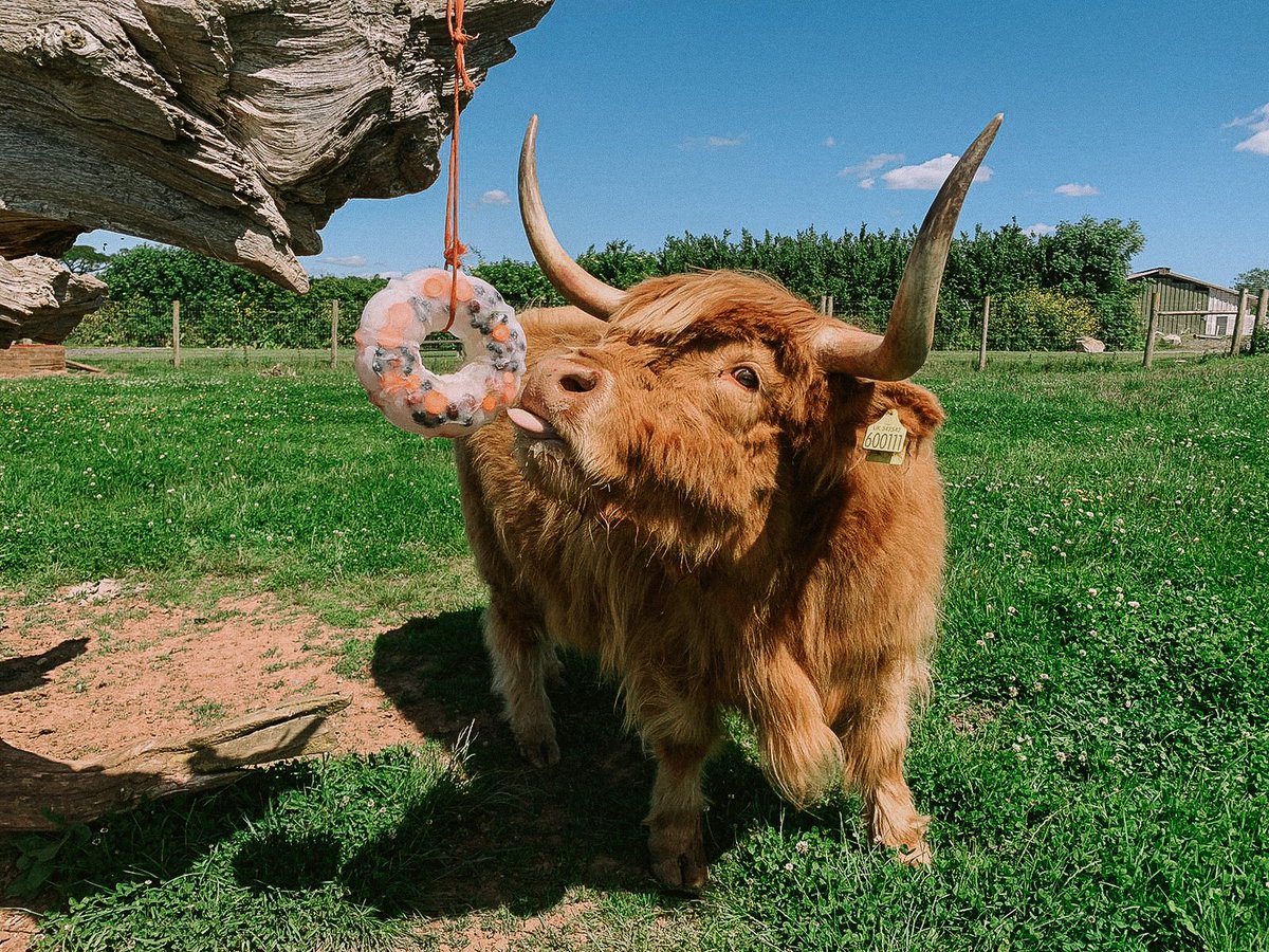 GreendaleFarm's tweet photo. Cody & Leanne have been working hard to ensure our animals have everything they need on the farm trail - including ice lollies on sunny days ๐๐ง
#greendalefarmshop #farmtrail #highlandcows #donkeys https://t.co/GN9sd85ggN