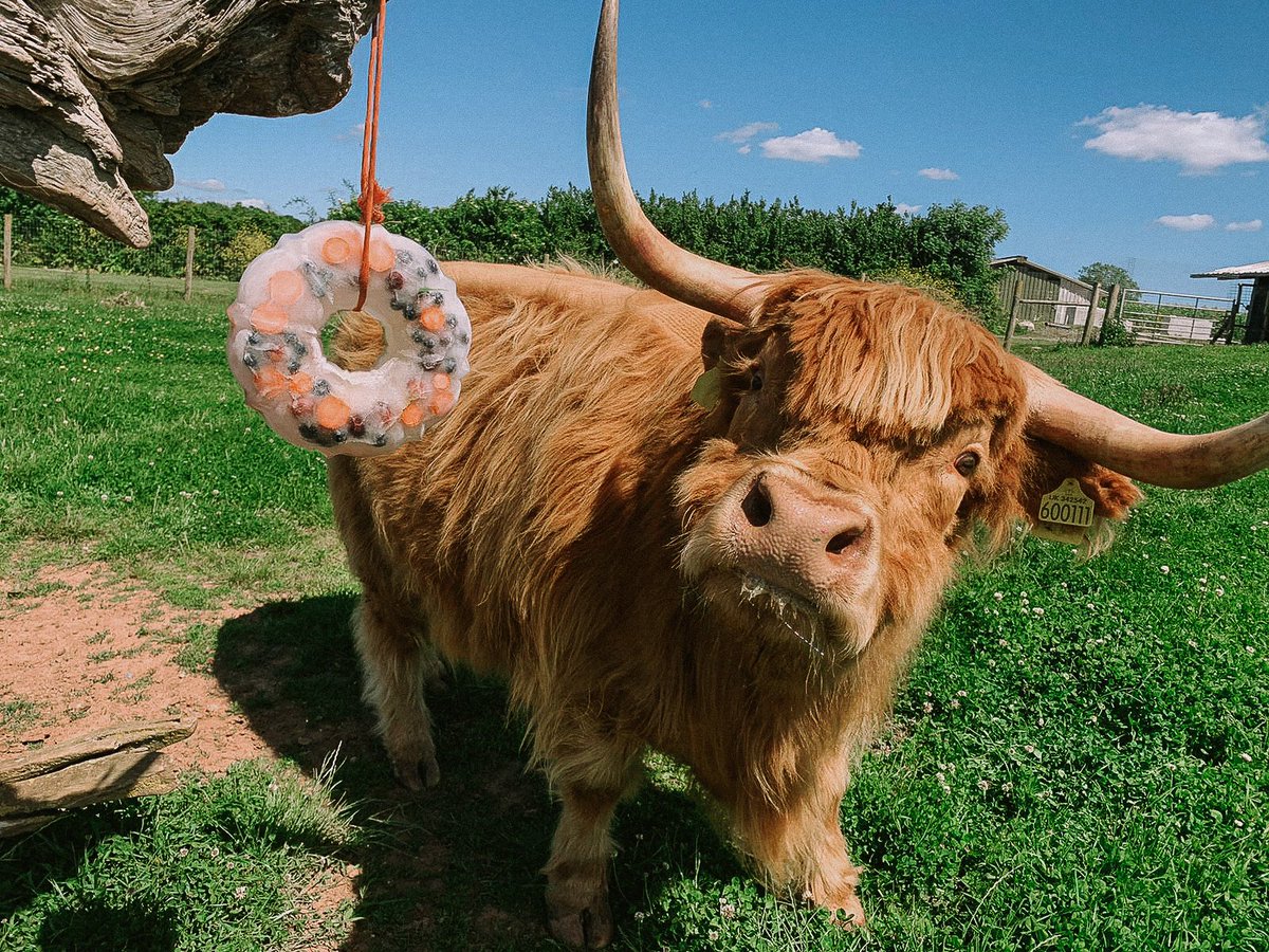 GreendaleFarm's tweet photo. Cody & Leanne have been working hard to ensure our animals have everything they need on the farm trail - including ice lollies on sunny days ๐๐ง
#greendalefarmshop #farmtrail #highlandcows #donkeys https://t.co/GN9sd85ggN