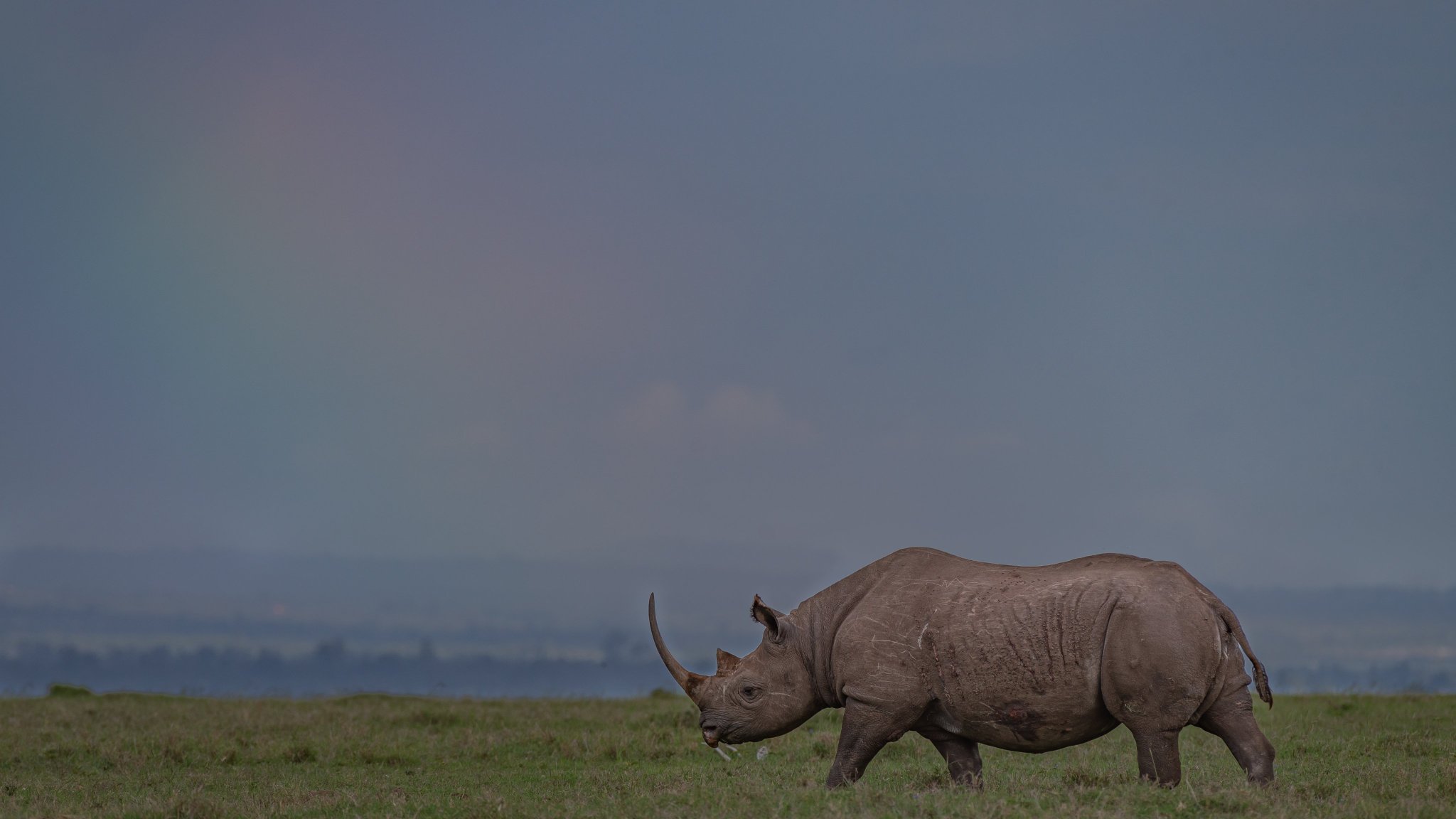 Ol Pejeta on Twitter: "Black rhinos are a keystone species meaning