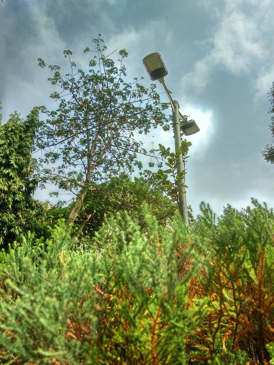 _rucha_gaonkar_'s tweet photo. Experiments with background and foregrounds! 😇💫

Let me know which one do you like? ✨😇

#happyclicking #NaturePhotography https://t.co/0WAYWMVRFt