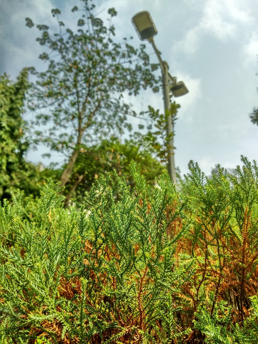 _rucha_gaonkar_'s tweet photo. Experiments with background and foregrounds! 😇💫

Let me know which one do you like? ✨😇

#happyclicking #NaturePhotography https://t.co/0WAYWMVRFt