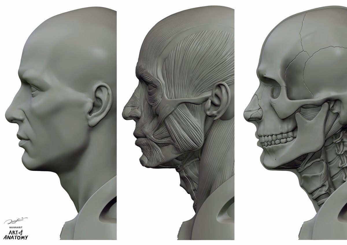 Art_of_Anatomy's tweet photo. The Head 3 แบบ ขนาด 21 cm.
เก็บทุกรายล���เอียด ต้นแบบใกล้จะเสร็จแล้ว
#artofanatomy #wannarit #anatomy #head #ecorche https://t.co/DCD6Rtoy9v