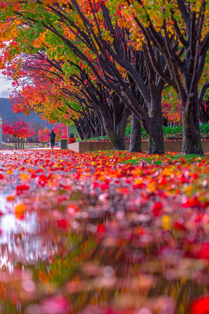 Goodbye Autumn 2022, you took our breath away. You will be missed but your memories will live for a long time. See you in 2023.
🍁❤️💚🧡💙💛🍁
#lastdayofautumn #besttimeoftheyear #autumnleaves🍂 #wildweather #rainfall @Australia @visitcanberra #reconciliationweek