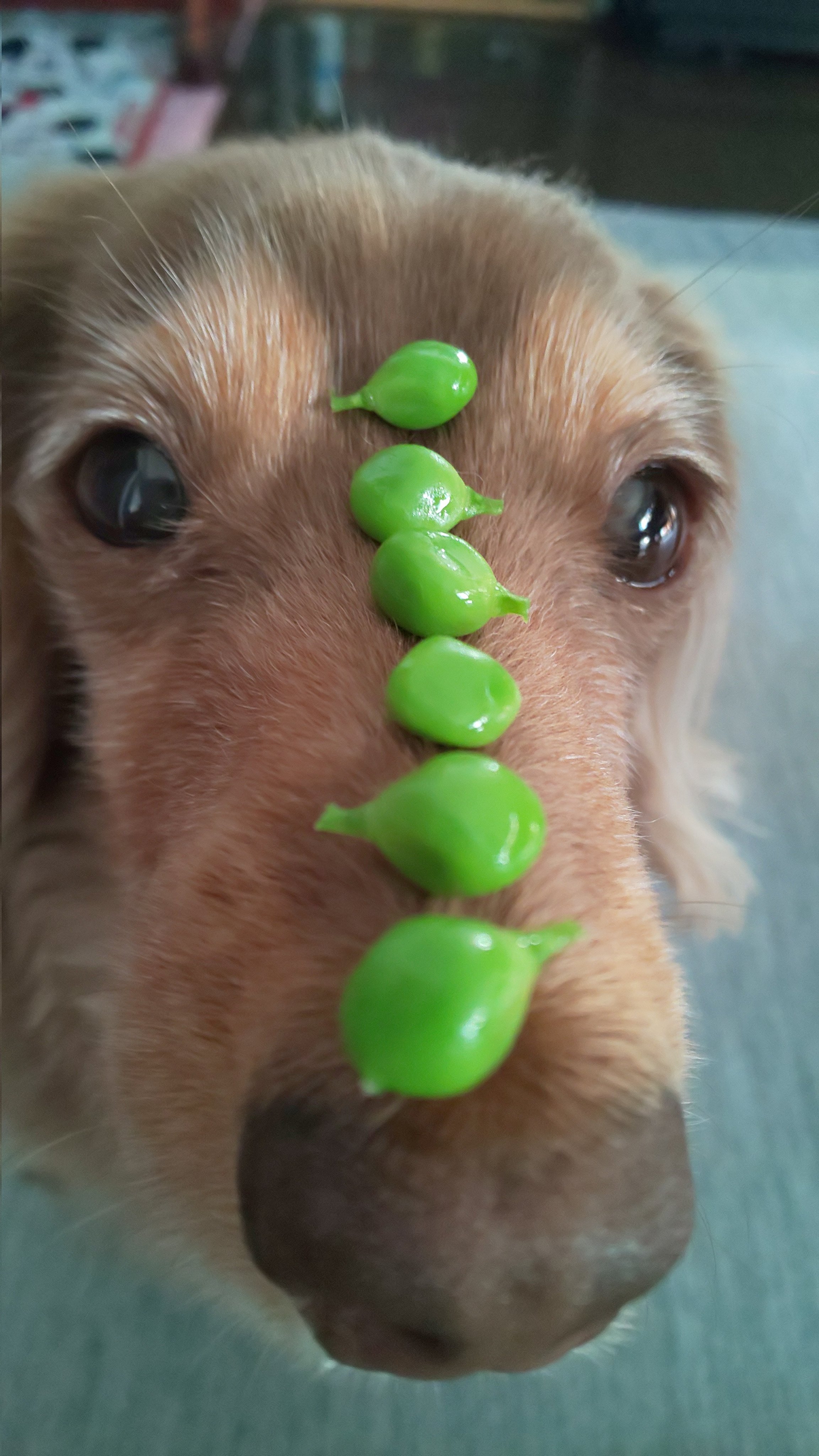 ぺんぎん やっぱり まめが好き それ だし ミニチュアダックス プラムケンネル 短足犬 チョコタン まめまめまーめ スナップエンドウ T Co 4xgpngnqsw Twitter