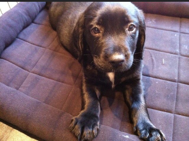 alibdp's tweet photo. How it started - how it is going….,, Sweep has been my faithful companion for 10 years today. What a hero! https://t.co/tFxlEE7rOb