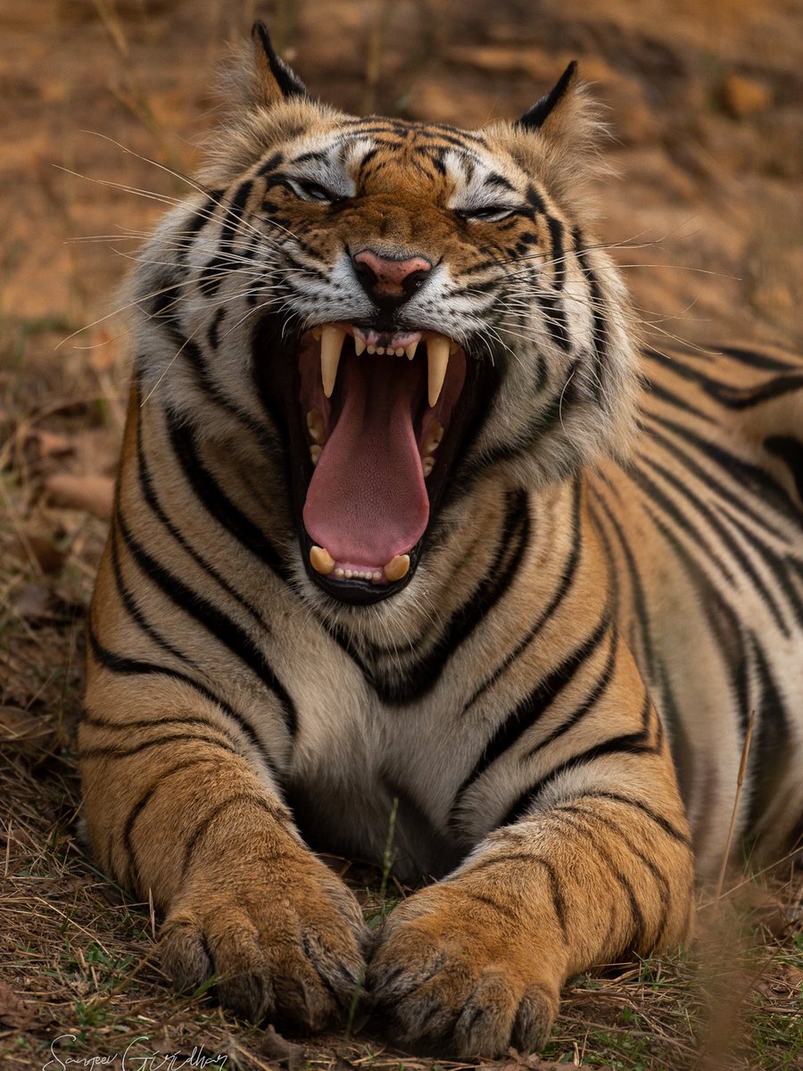 Lazy Tuesday..
#nikon #tigers #tigersofindia #wildlife #wildlifephotography #natgeo #natgeowild #bandhavghar