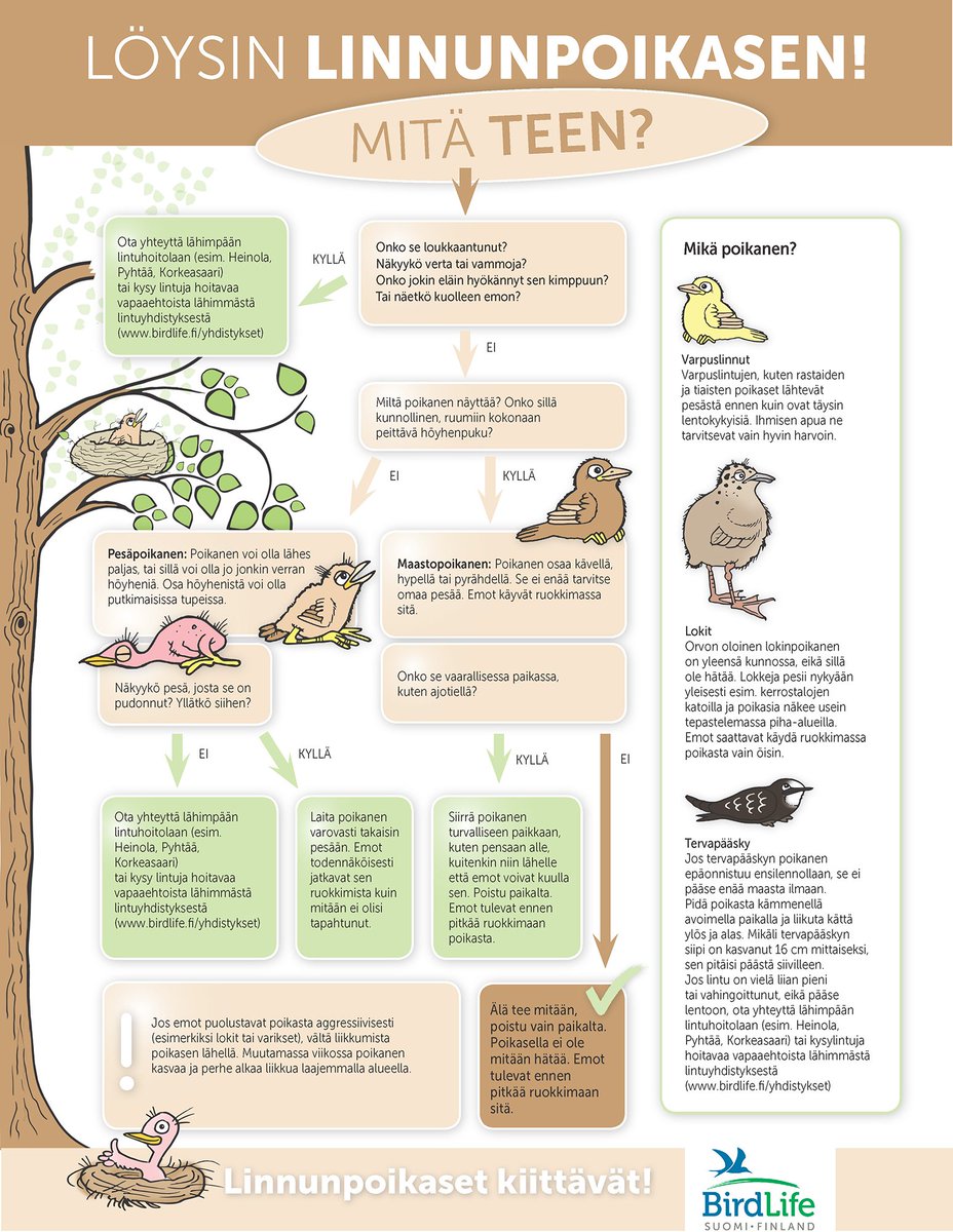 BirdlifeSuomi's tweet photo. Oletko jo nähnyt linnunpoikasia? Tiedätkö, mitä silloin pitää tehdä?
Yleensä oikea vastaus on jättää poikanen rauhaan. Tarkista asia tästä kätevästä kaaviosta! Tulostettavan julisteen löydät verkkosivuiltamme: https://t.co/JvpWpXN2Fn
#linnut #linnunpoikanen #poikanen https://t.co/GE26NZGNN4