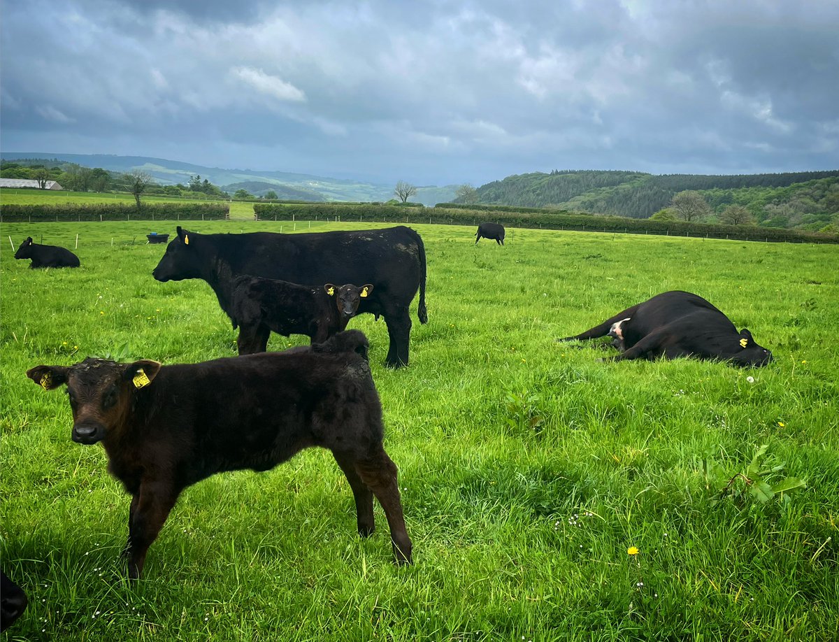 We can relate to that cow, zzzzzz