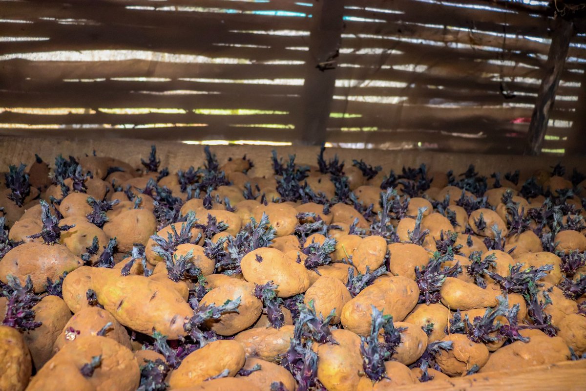 SNV Kenya (@snv_kenya) on Twitter photo Field performance of seed potatoes stored in the Diffused Light Store (DLS) is better than those stored using traditional methods.
Starlight Cooperative, a partner of <a href="/crafteastafrica/">CRAFT East Africa</a>, trains this & many other DLS benefits to farmers who store seed potato for sale or planting. Field performance of seed potatoes stored in the Diffused Light Store (DLS) is better than those stored using traditional methods.
Starlight Cooperative, a partner of <a href="/crafteastafrica/">CRAFT East Africa</a>, trains this & many other DLS benefits to farmers who store seed potato for sale or planting.