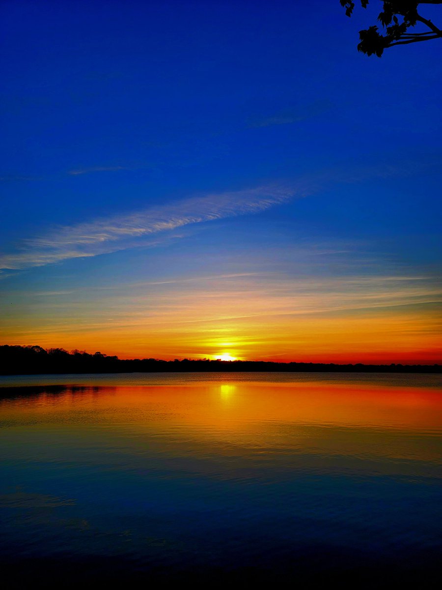 birdsong tweet media