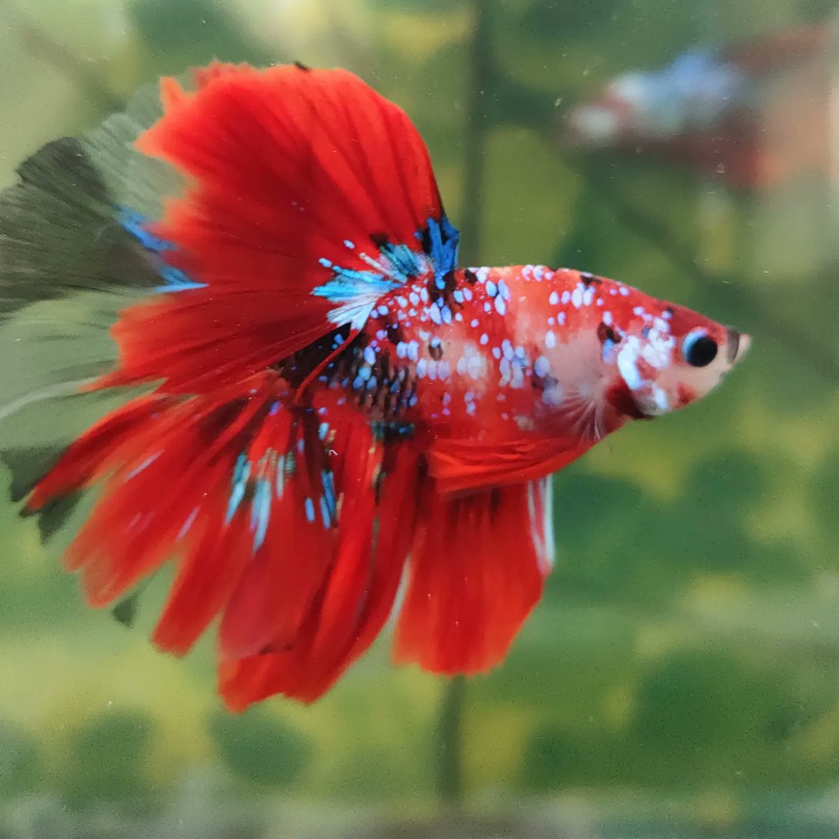 bettabilalerdem's tweet photo. Star Phoenix Galaxy Koi Over Halfmoon
BE'ttaLowers
#betta #bettaturkey #bettathailand #bettaindonesia #bettacommunity #bettalover #hobimizbetta #bettafish #hmpkbetta #hmpkTurkey #hmpktürkiye #hmpktürkiyeclub #beta #betabalığı #siyambalığı #halfmoon #bigear #hmpkbettanemo https://t.co/HtikYJNWvJ