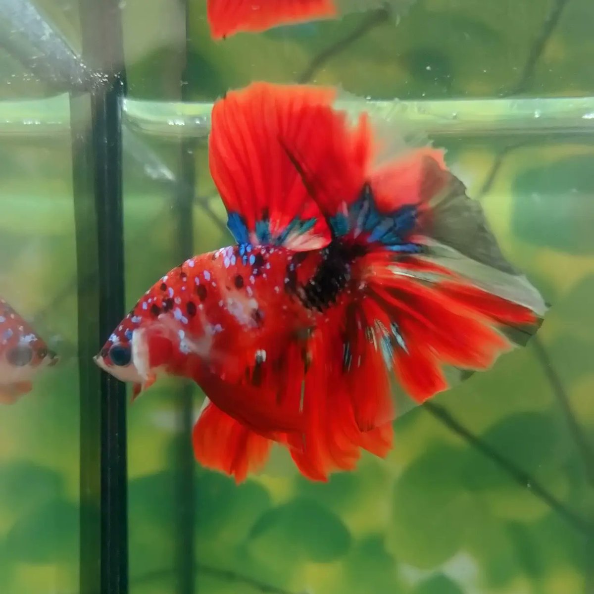 bettabilalerdem's tweet photo. Star Phoenix Galaxy Koi Over Halfmoon
BE'ttaLowers
#betta #bettaturkey #bettathailand #bettaindonesia #bettacommunity #bettalover #hobimizbetta #bettafish #hmpkbetta #hmpkTurkey #hmpktürkiye #hmpktürkiyeclub #beta #betabalığı #siyambalığı #halfmoon #bigear #hmpkbettanemo https://t.co/HtikYJNWvJ