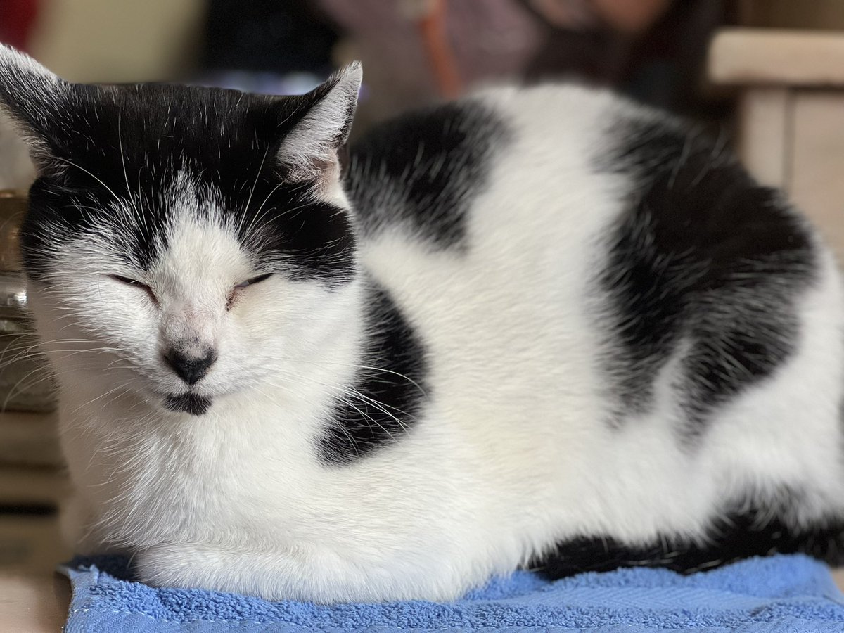 The Postmodern Cat tweet media