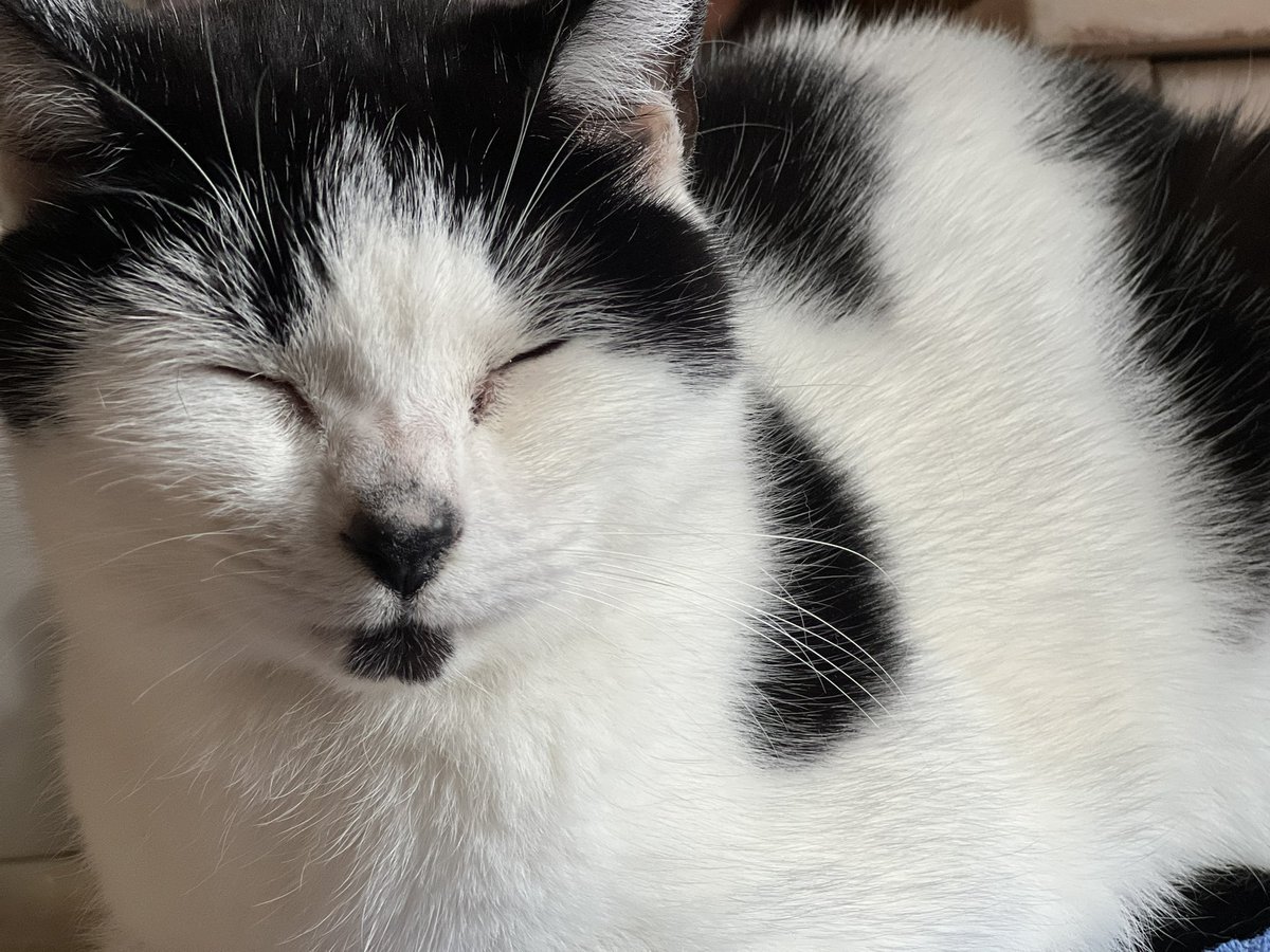 The Postmodern Cat tweet media